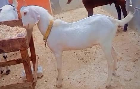 Bakra qurbani 2027