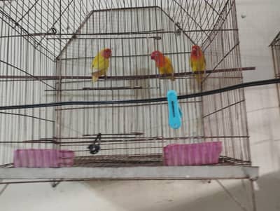 I want to sale fom java and love birds