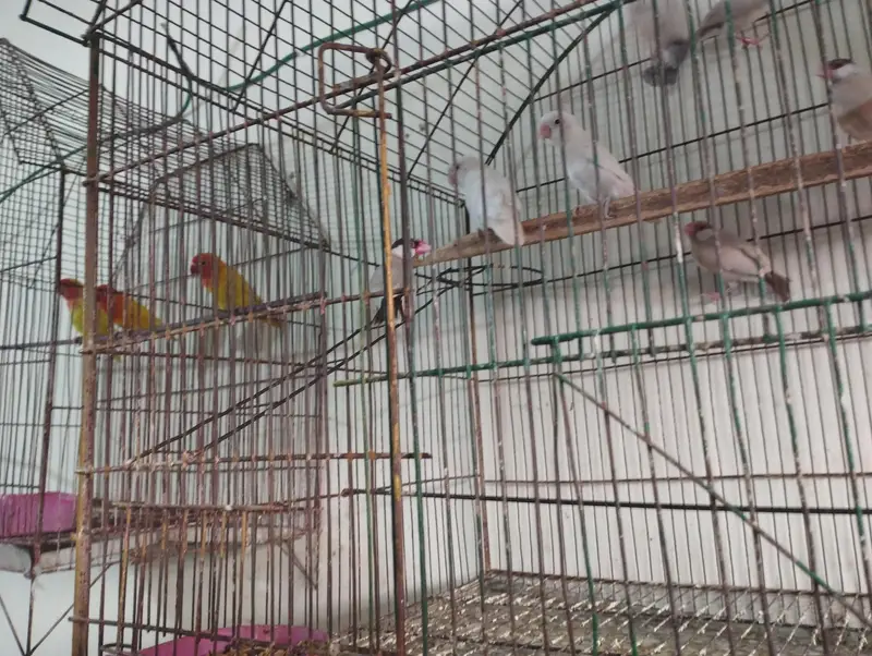 I want to sale fom java and love birds — photo 2