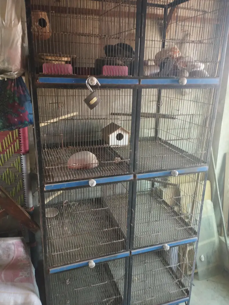 I want to sale fom java and love birds — photo 3