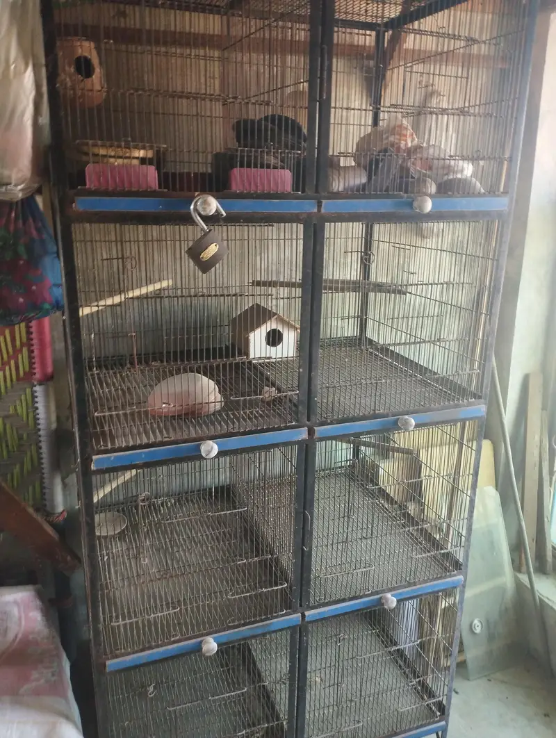 I want to sale fom java and love birds — photo 4