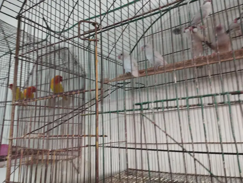 I want to sale fom java and love birds — photo 5