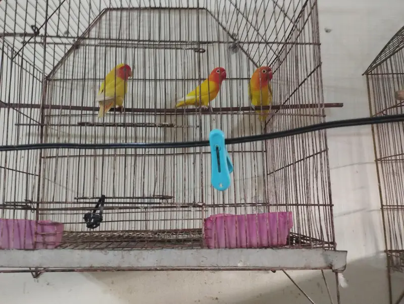 I want to sale fom java and love birds — photo 6