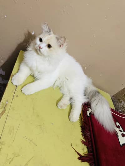 Persian Female