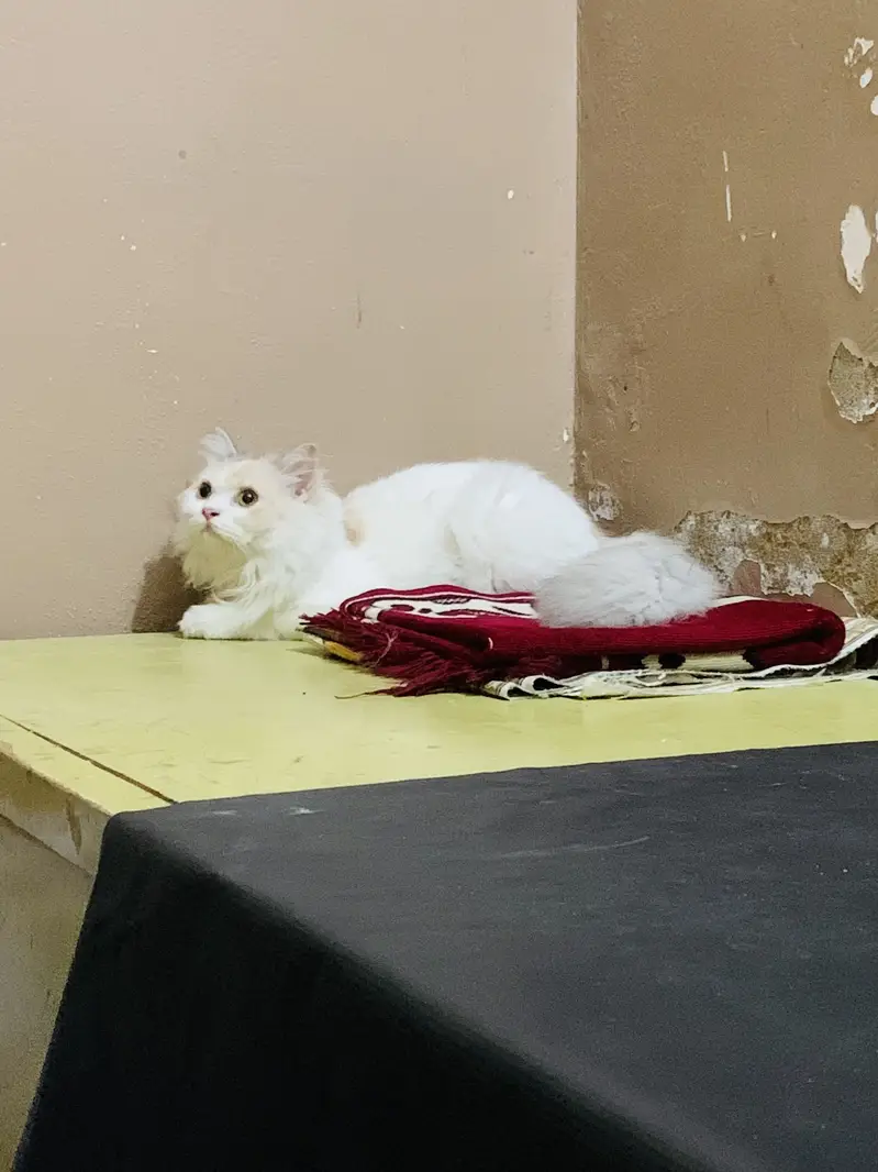 Persian Female — photo 2