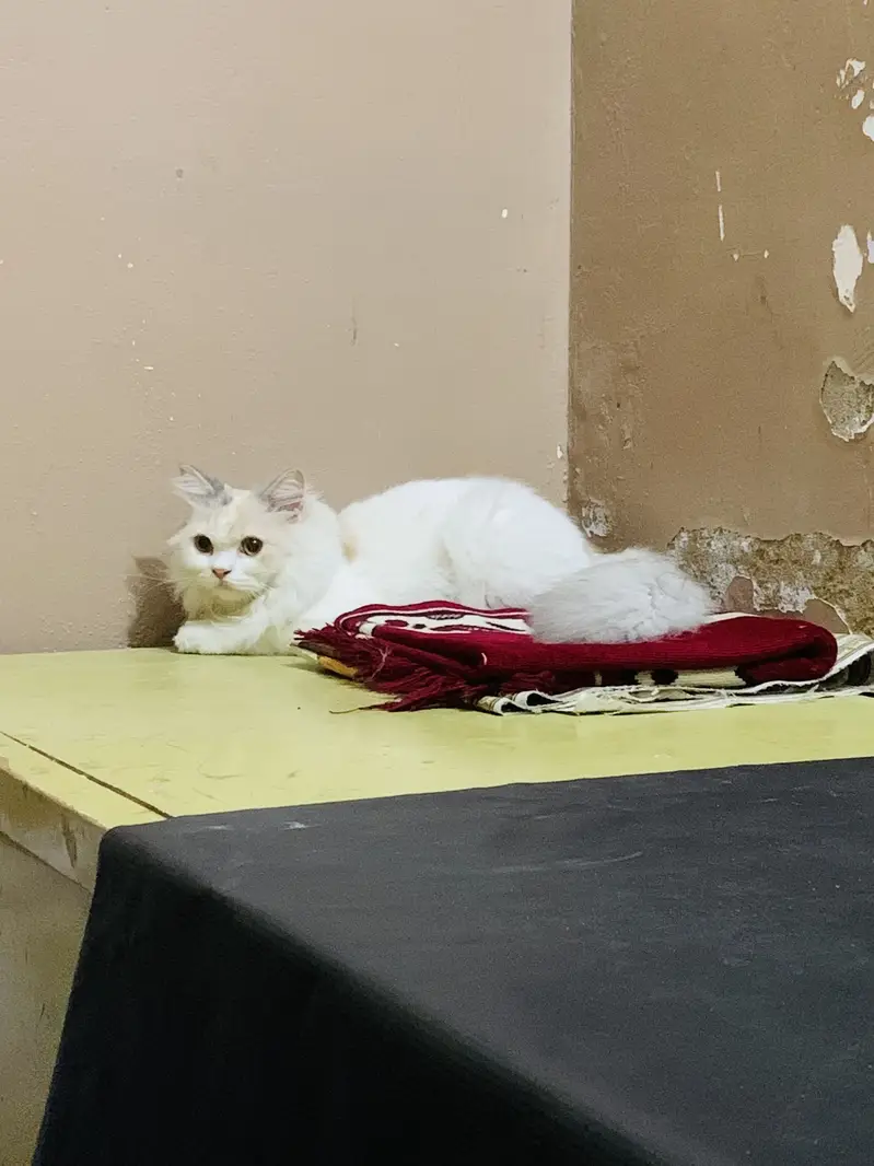 Persian Female — photo 3
