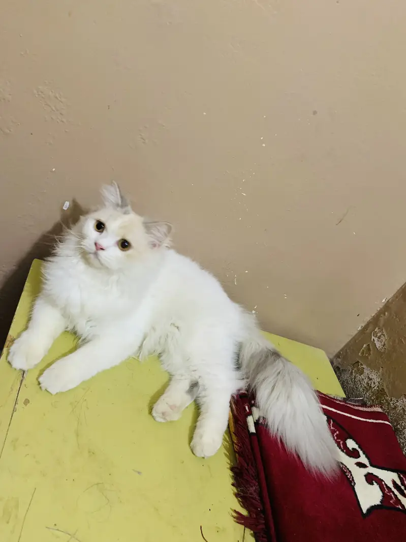 Persian Female — photo 5