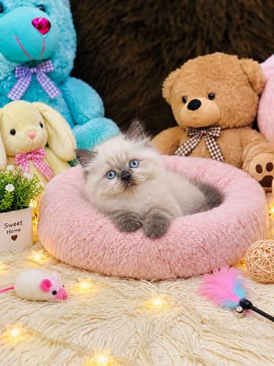 Persian Kittens | Triple Coated | Fluffy Kittens | For Sale | COD Ava