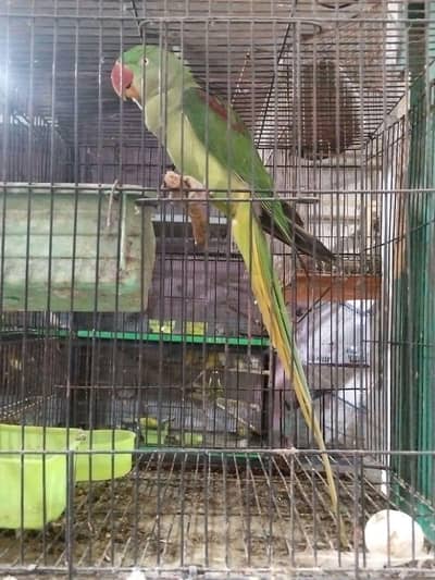 breeder female