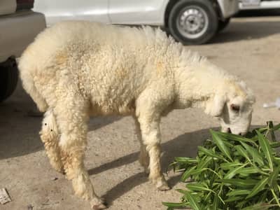 i'm selling my baby lamb