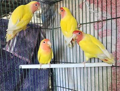 Latino love birds red eyes breeding pair