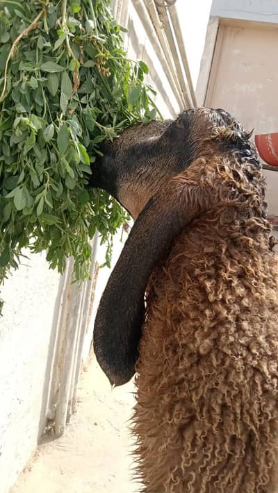 long tail dhumba