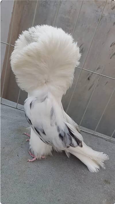 fancy pigeon#jacibine#nikab posh