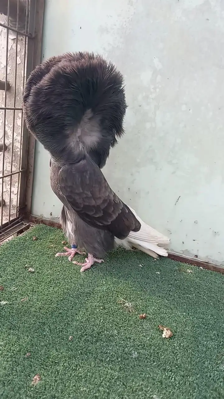 fancy pigeon#jacibine#nikab posh — photo 2
