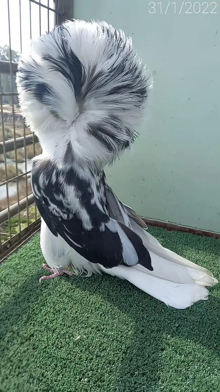 fancy pigeon#jacibine#nikab posh — photo 3