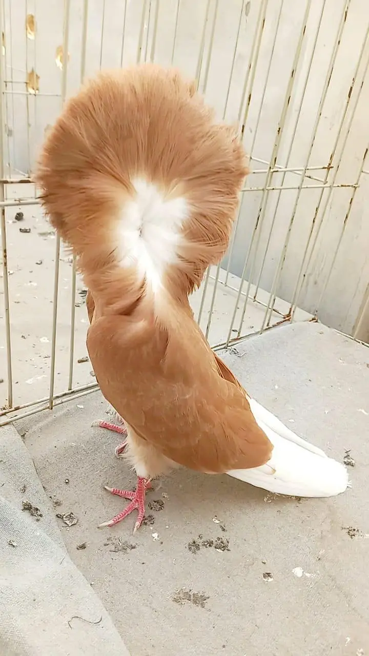 fancy pigeon#jacibine#nikab posh — photo 4