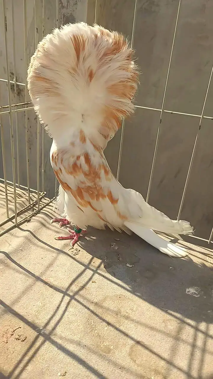 fancy pigeon#jacibine#nikab posh — photo 5