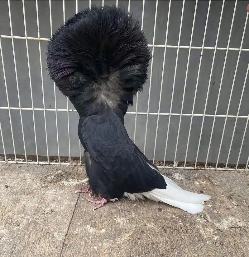 fancy pigeon#jacibine#nikab posh — photo 7