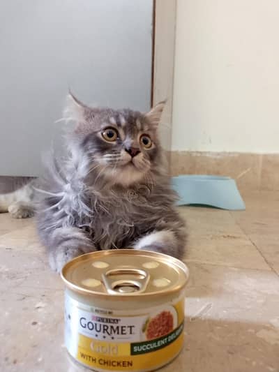Persian Cat (Male)