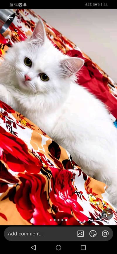 mano