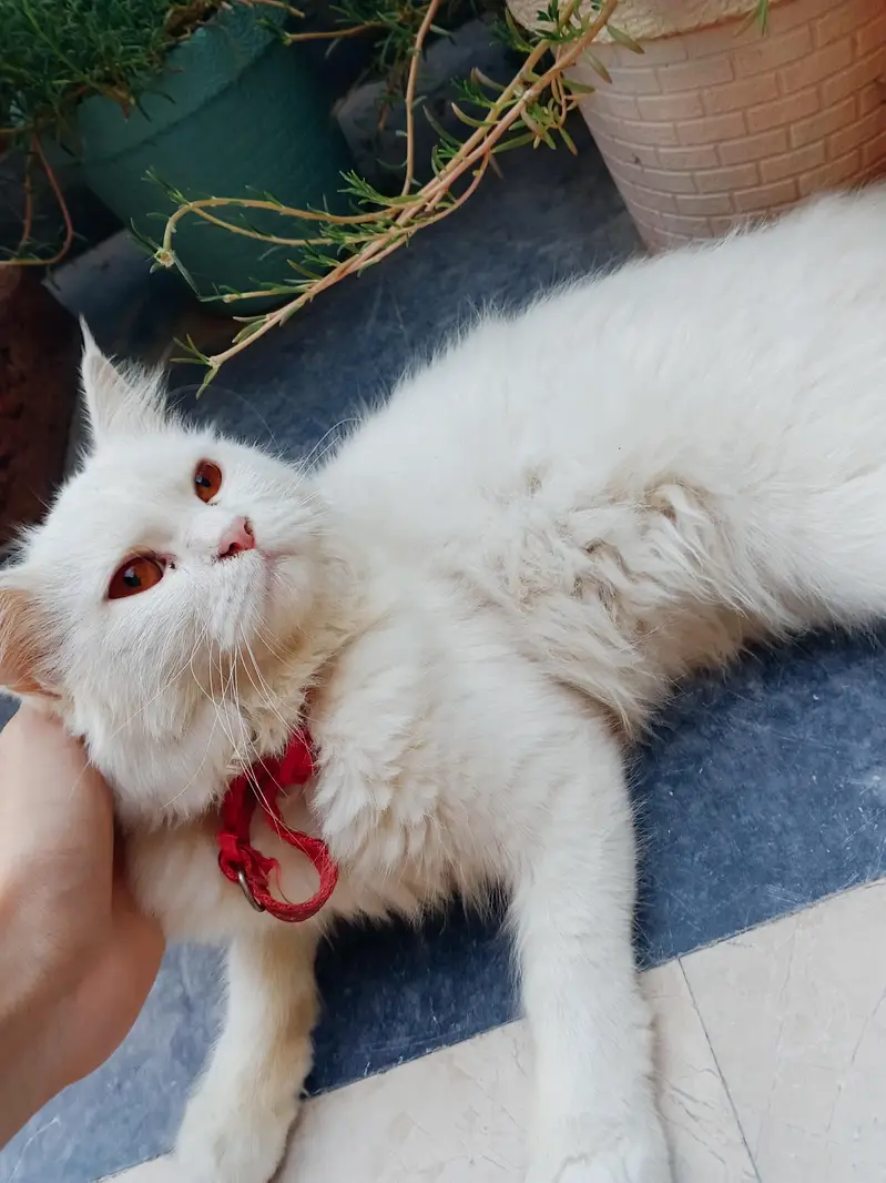 Persian famale cat 6 month age — photo 2