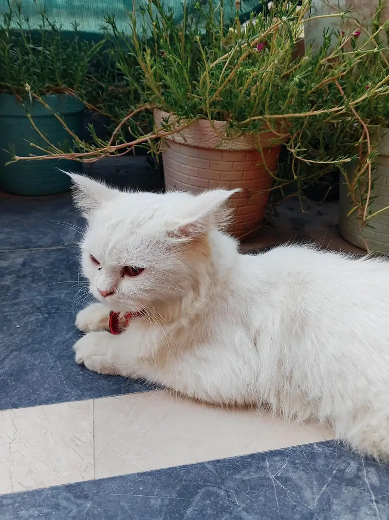 Persian famale cat 6 month age — photo 3