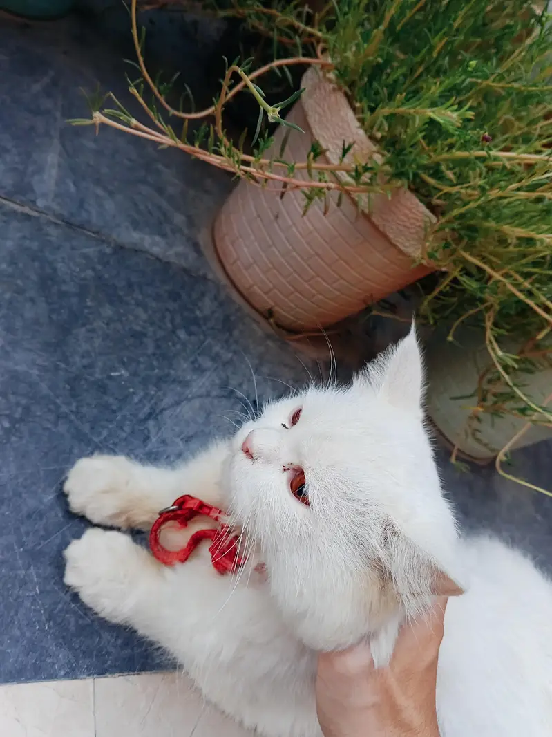 Persian famale cat 6 month age — photo 4