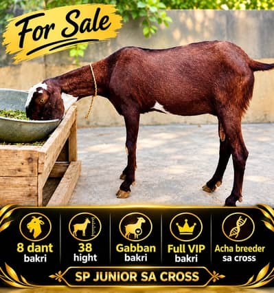 Mashallah vip bakri 8 dant nagri bakri vip bakra sa cross