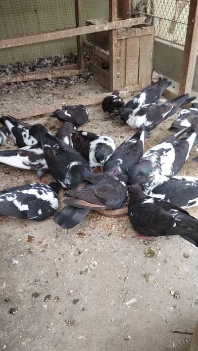 pigeons