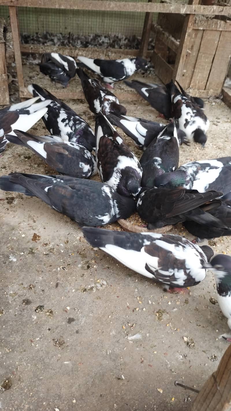 pigeons 1
