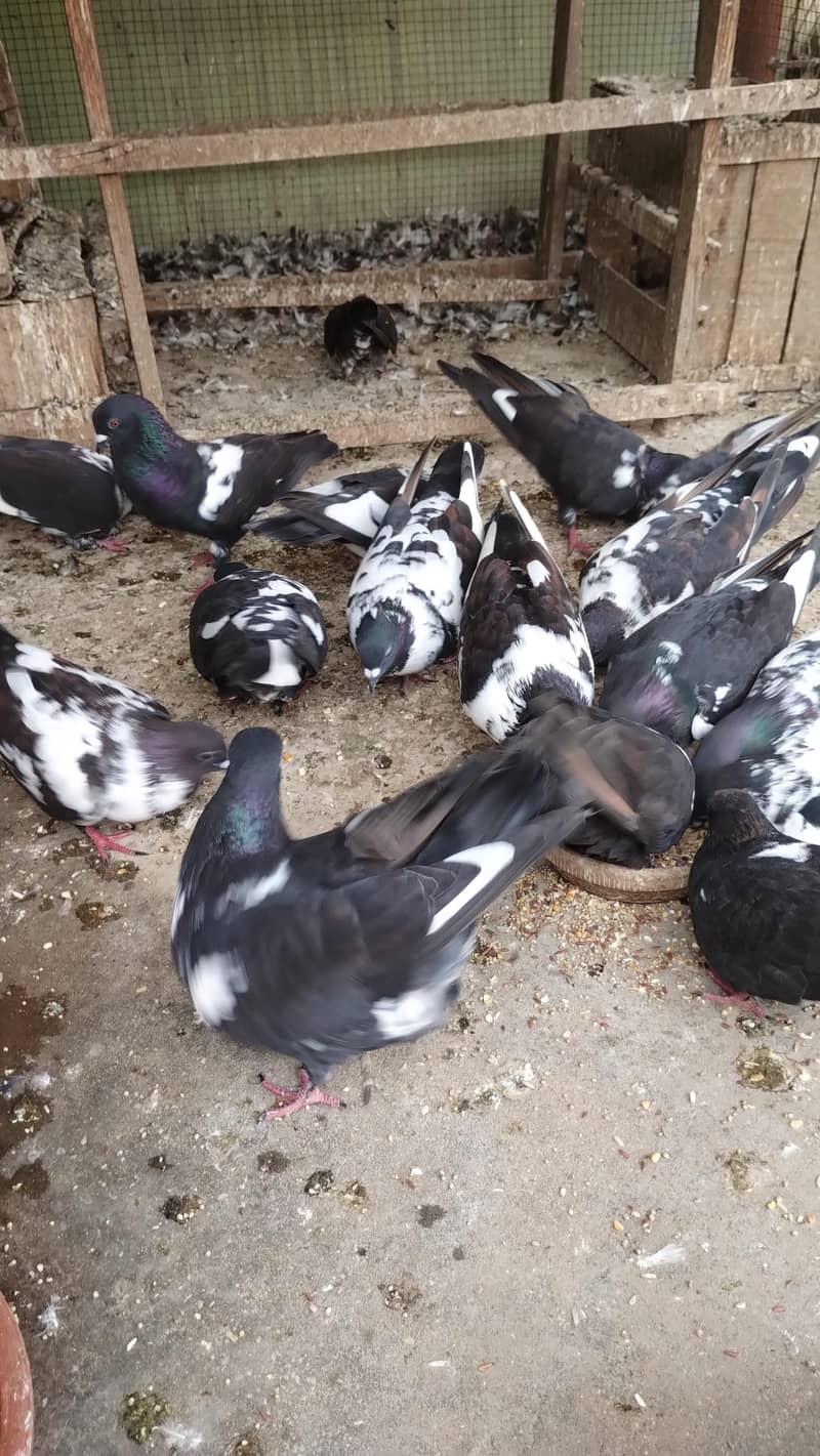 pigeons 2