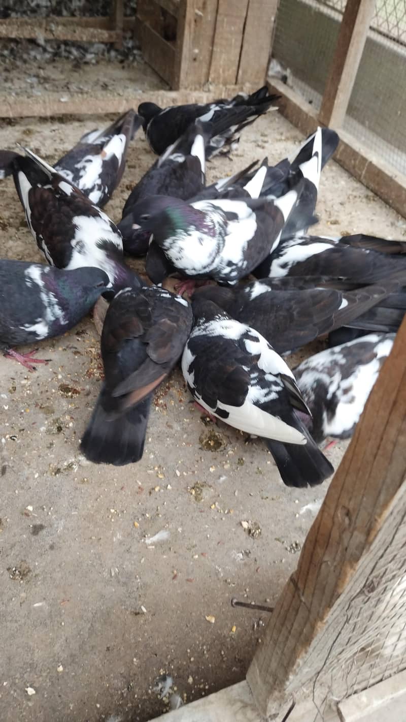 pigeons 3