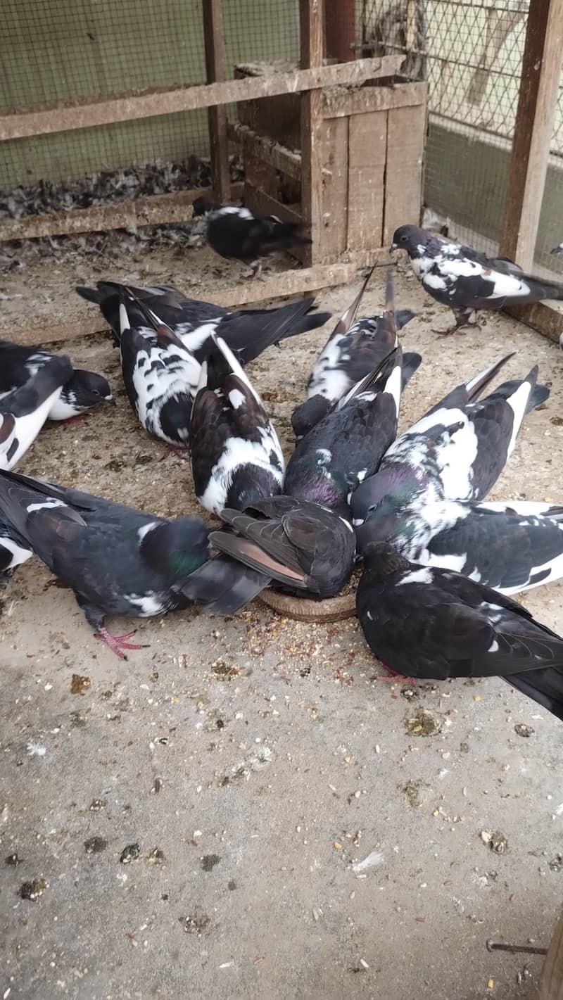 pigeons 4