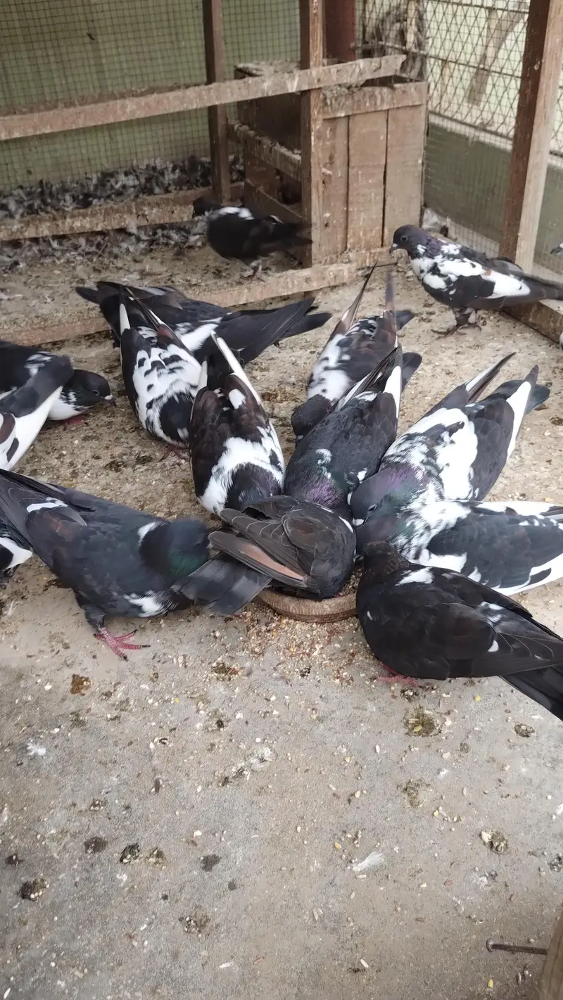 pigeons — photo 5