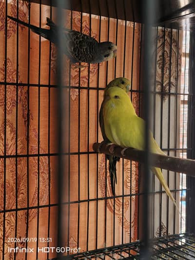 cage with birds