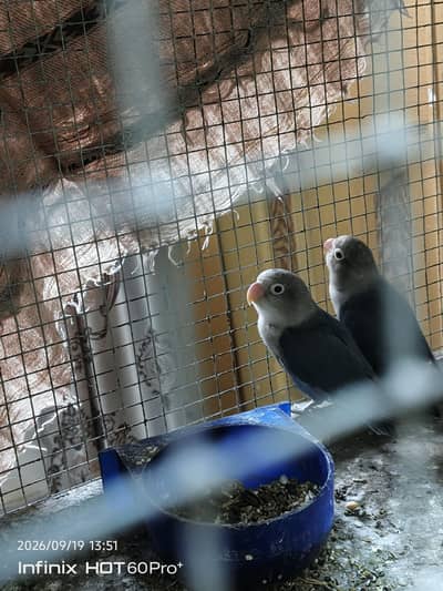 cage with birds