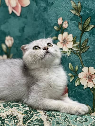 MashaAllah Scotish Fold Silver Female