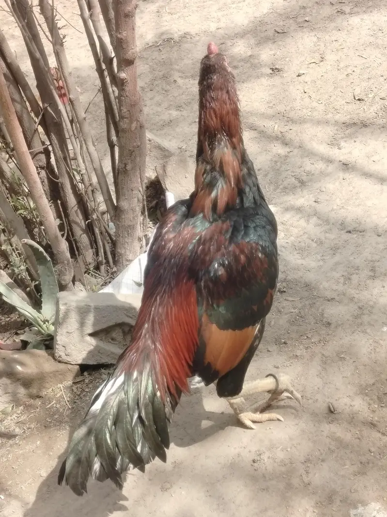 3 healthy murgy for sale . age 15 month — photo 10