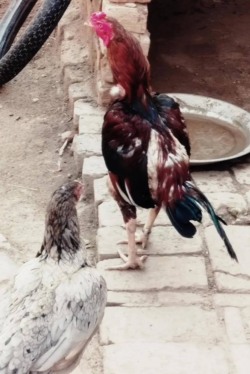 3 healthy murgy for sale . age 15 month — photo 3