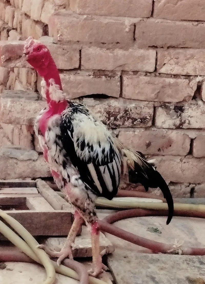 3 healthy murgy for sale . age 15 month — photo 4