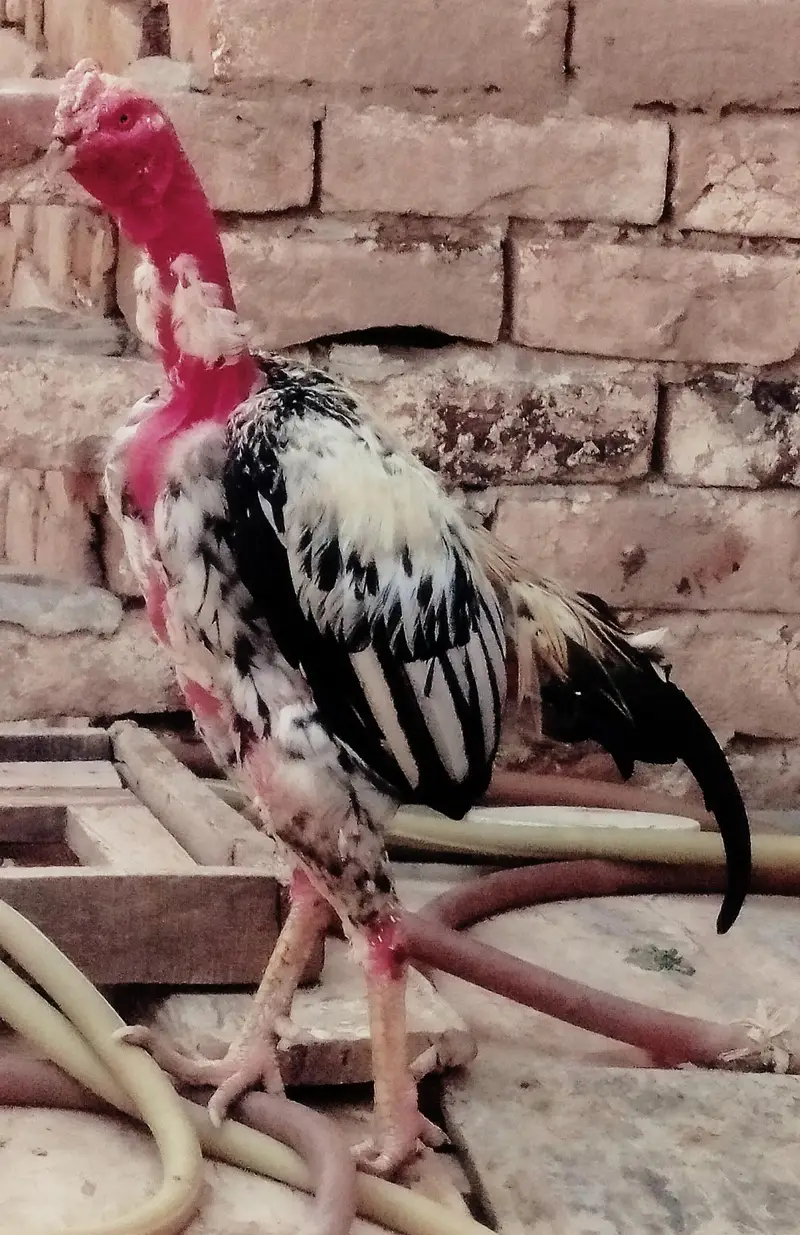3 healthy murgy for sale . age 15 month — photo 5