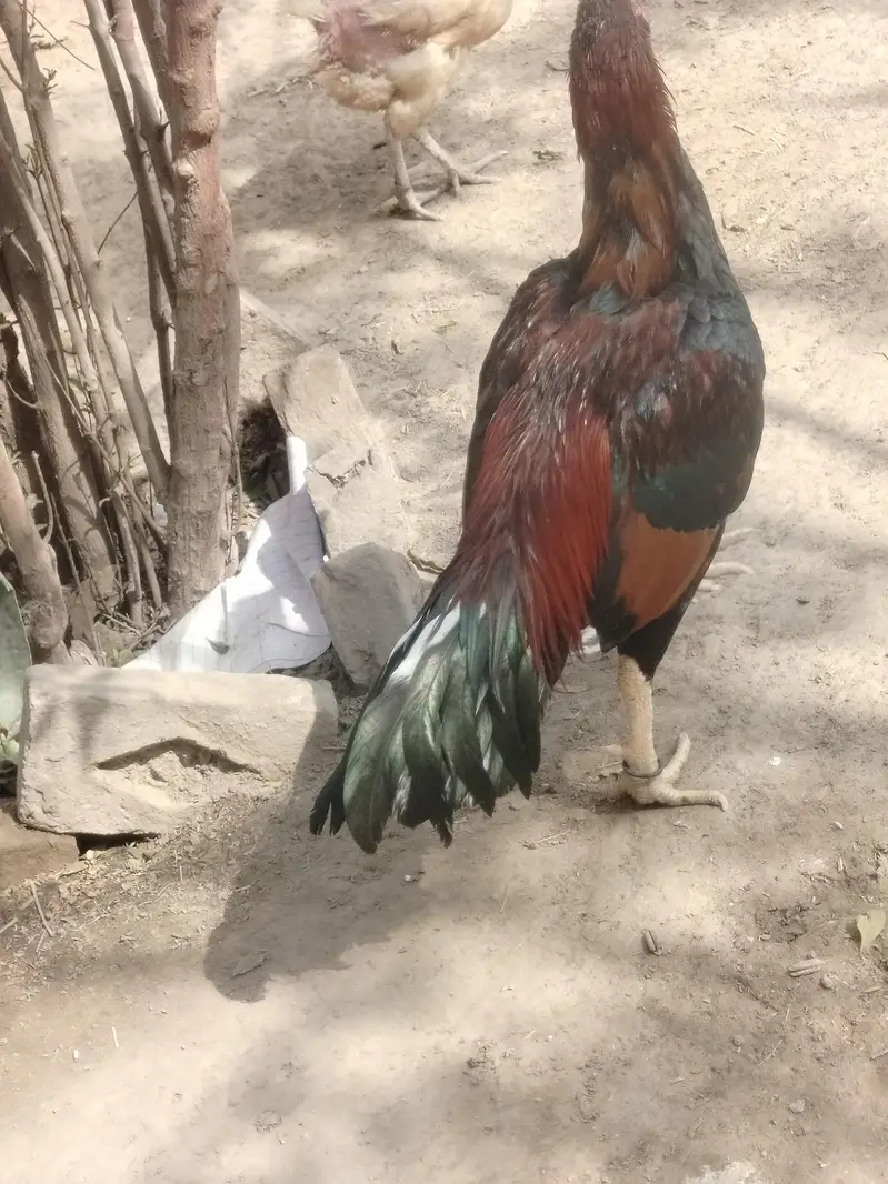 3 healthy murgy for sale . age 15 month — photo 6