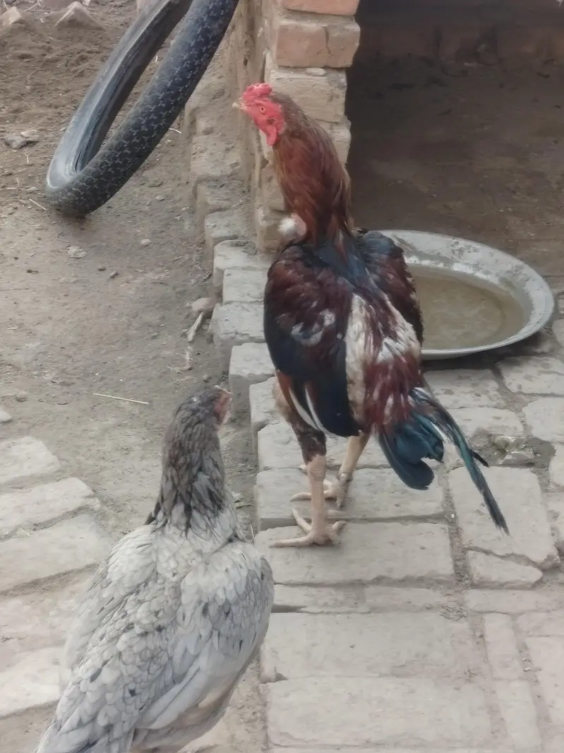 3 healthy murgy for sale . age 15 month — photo 8