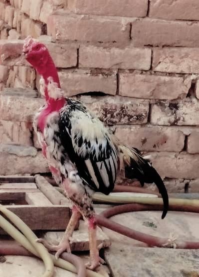 3 healthy murgy for sale . age 15 month
