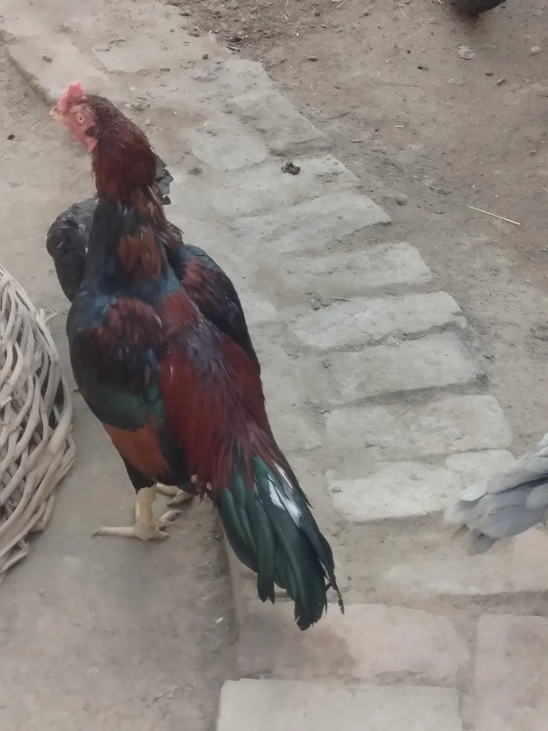 3 healthy murgy for sale . age 15 month — photo 2