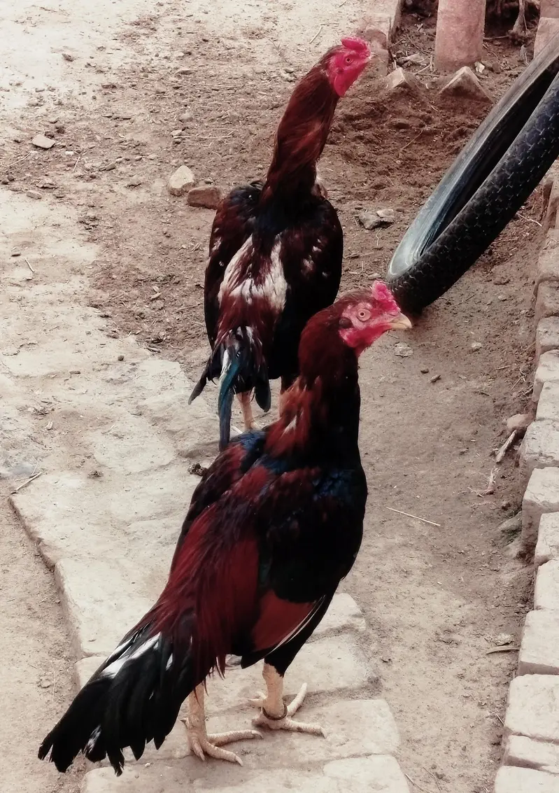 3 healthy murgy for sale . age 15 month — photo 9