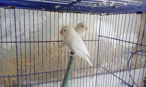 Love birds