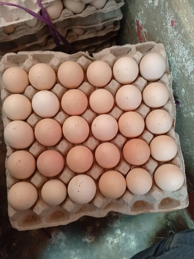Desi organic eggs for sale — photo 2