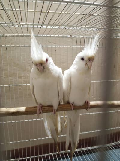 Eno Cocktail Breeder Pair