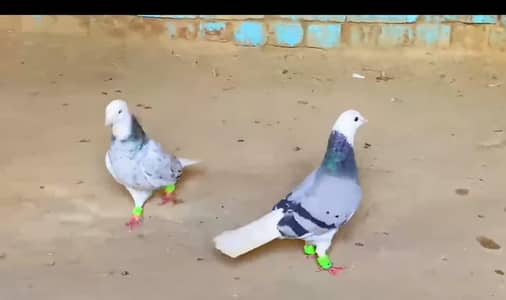 Pigeons